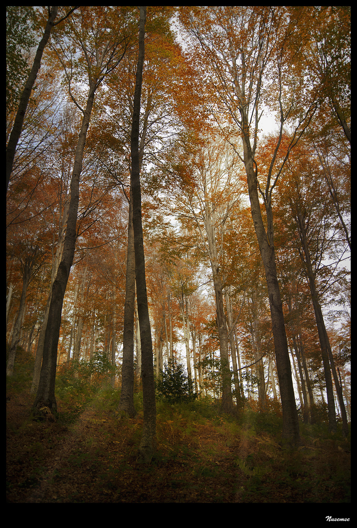 Raigs de tardor I