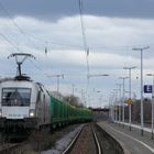 "Raildoxscher"-Stier mit viel Holz in Bonn-Beuel