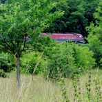 Railjet im wilden Streu-Obstgarten