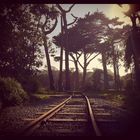 Railroad and trees