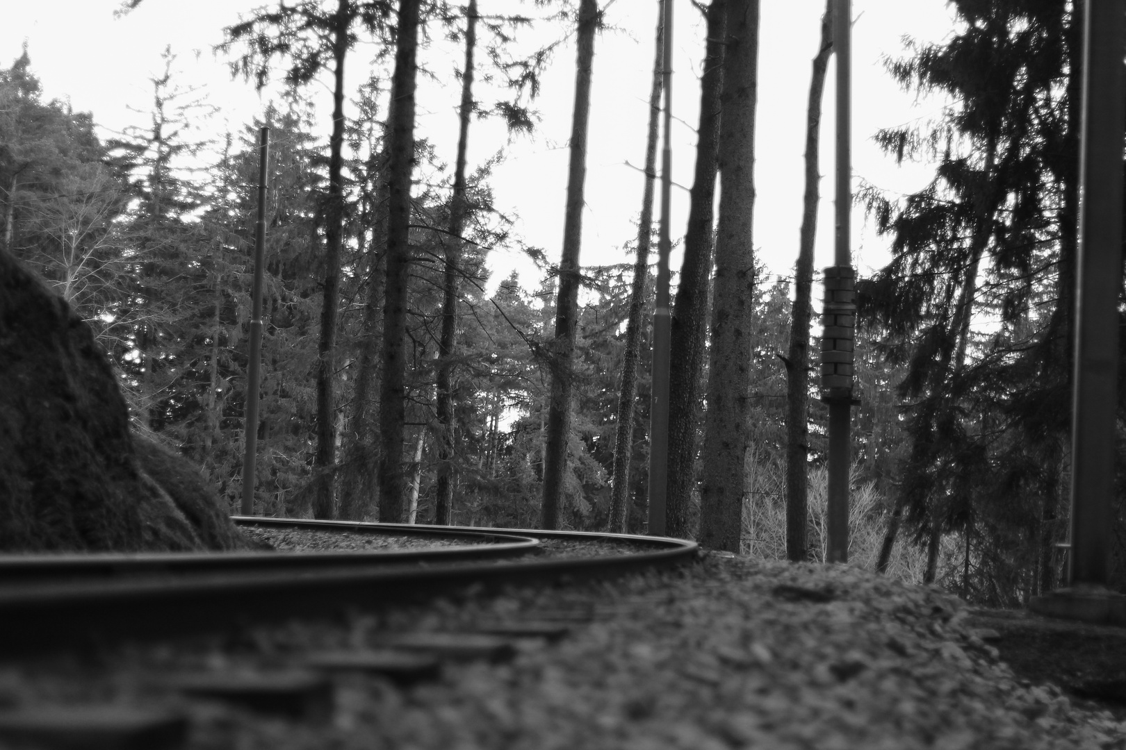 Rails in the forest