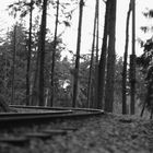 Rails in the forest