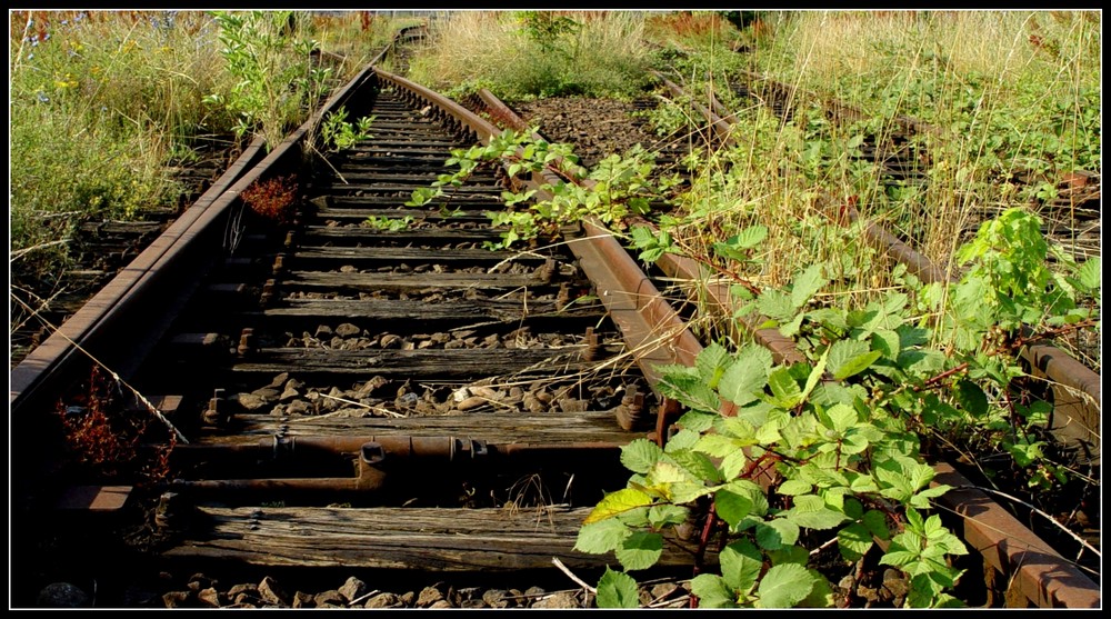 Railway to Nowhere (3)