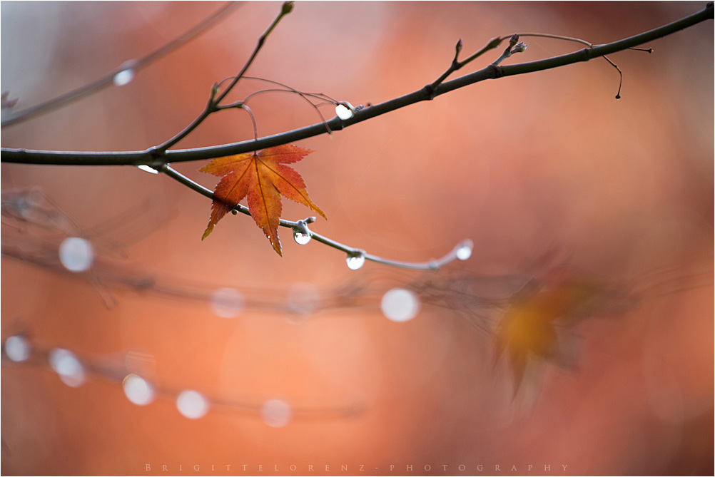 rain and leaves.........