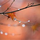 rain and leaves.........