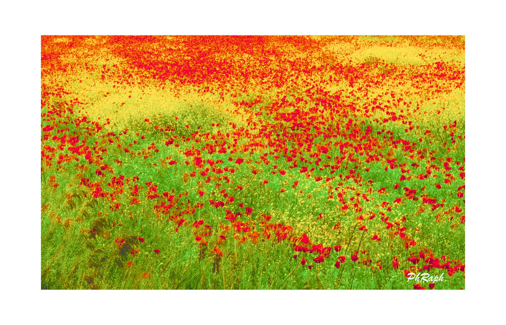 Rain and poppies