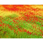 Rain and poppies