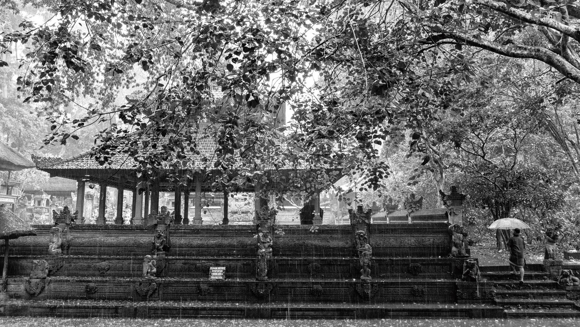 Rain at monkey forest