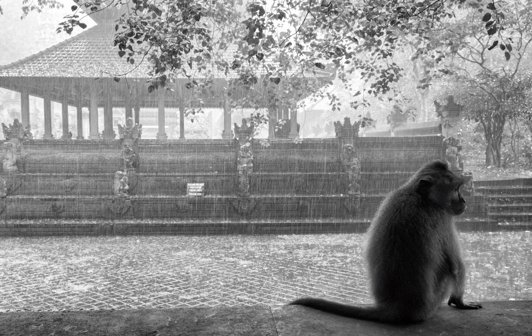 Rain at the monkey forest II