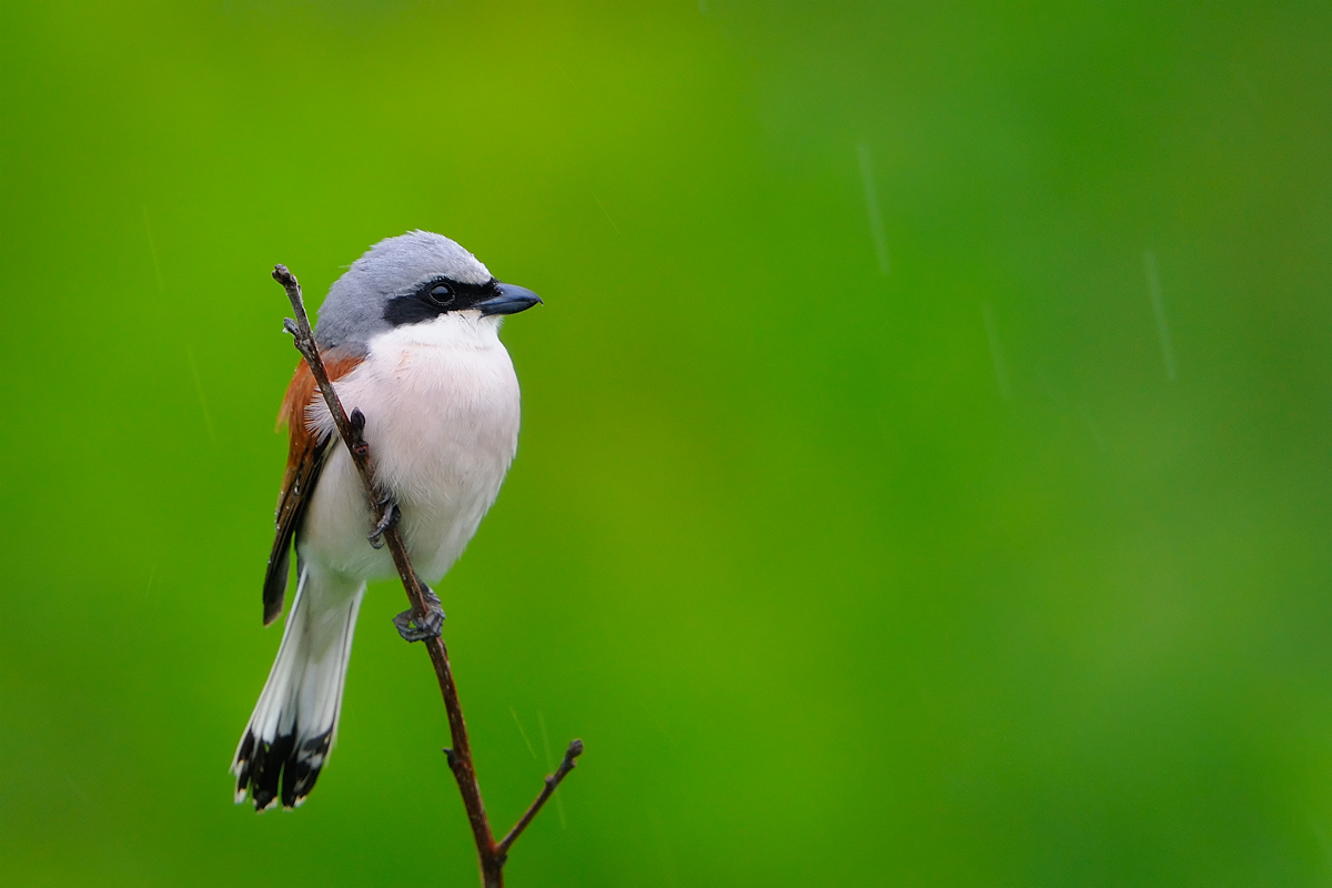 Rain-Bird