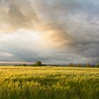 Rain clouds over a barley field