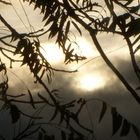 "Rain Clouds through the Walnut Branches"