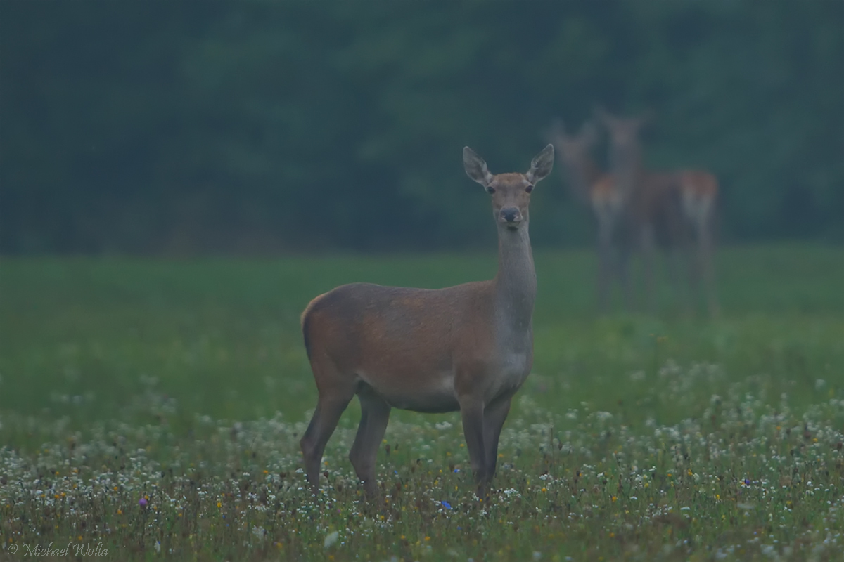 Rain Deers