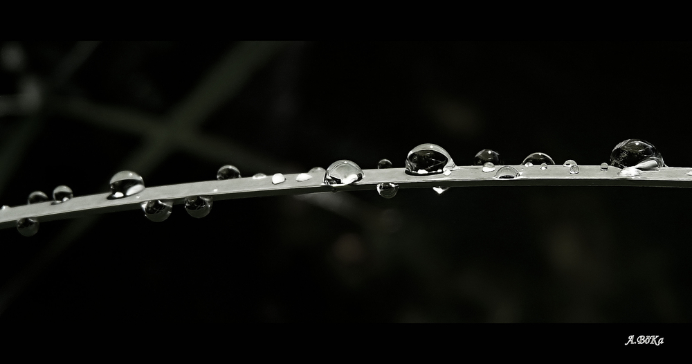 Rain Drop