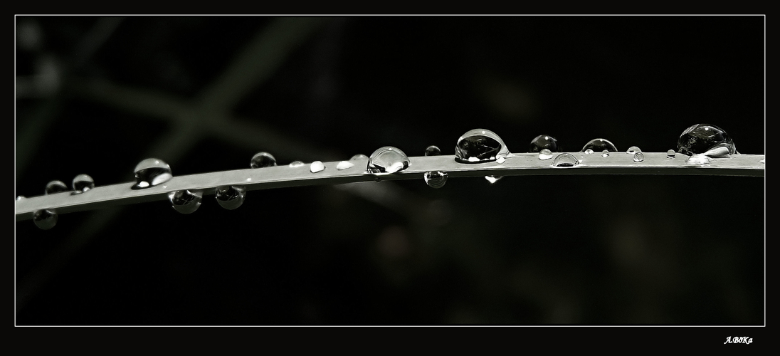 Rain Drop II