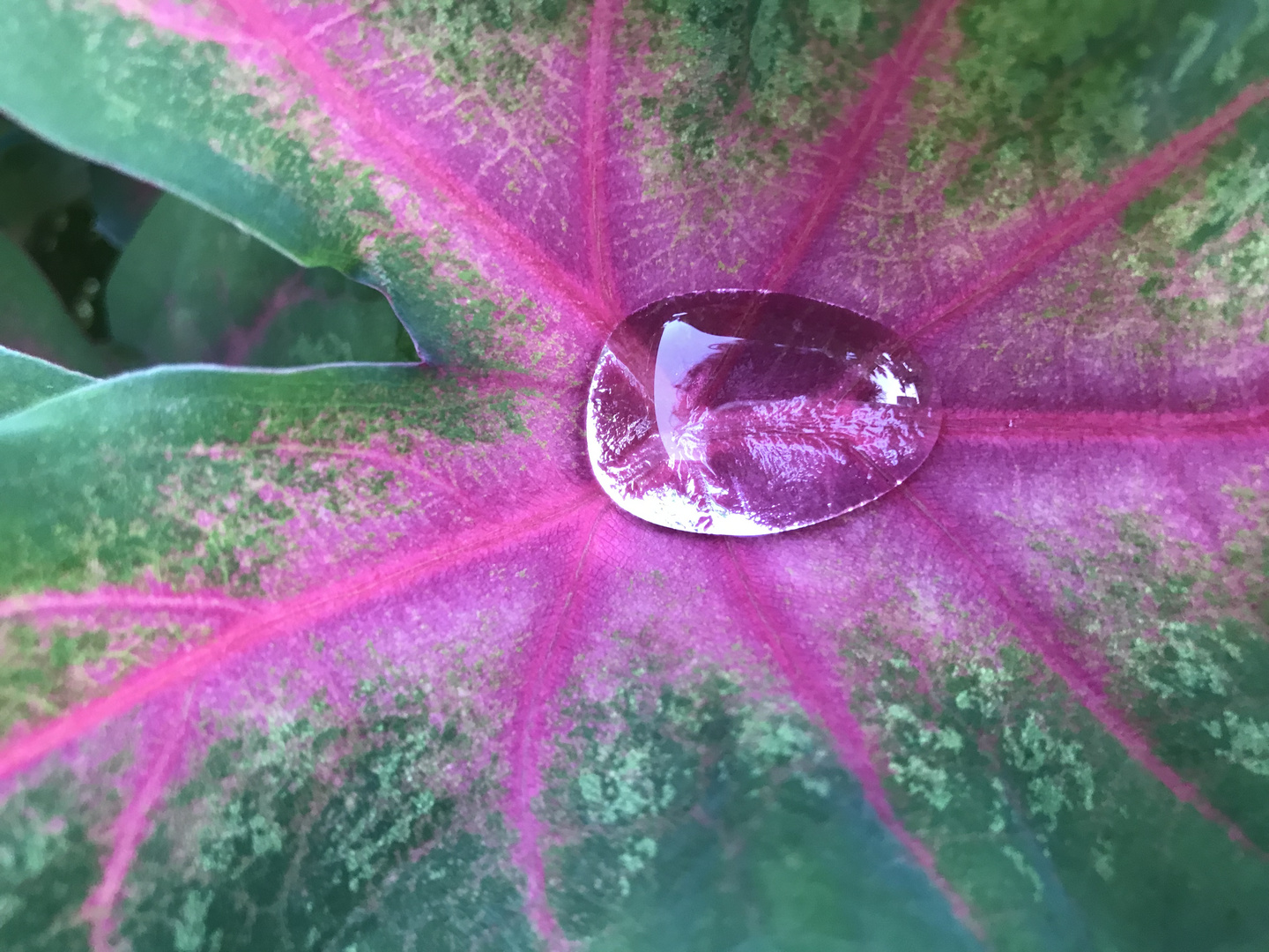 Rain drop on leaf