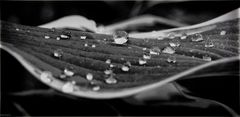      rain drops         