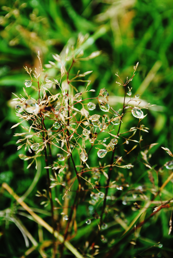 Rain Drops