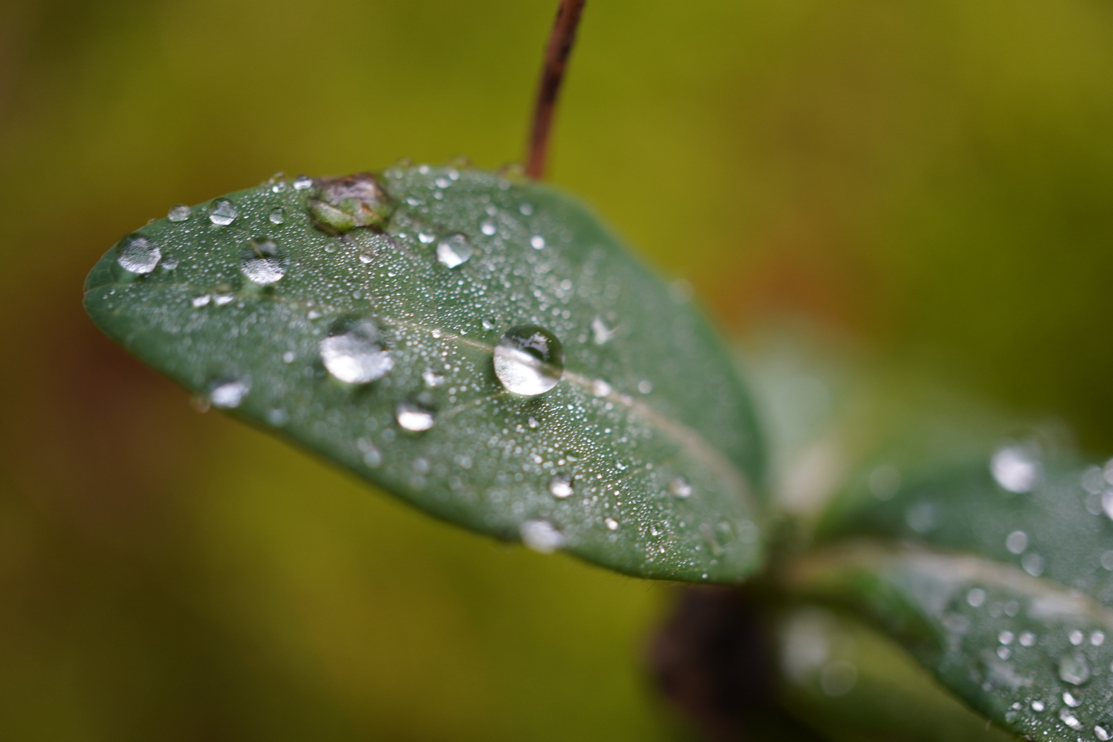 rain drops