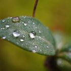 rain drops