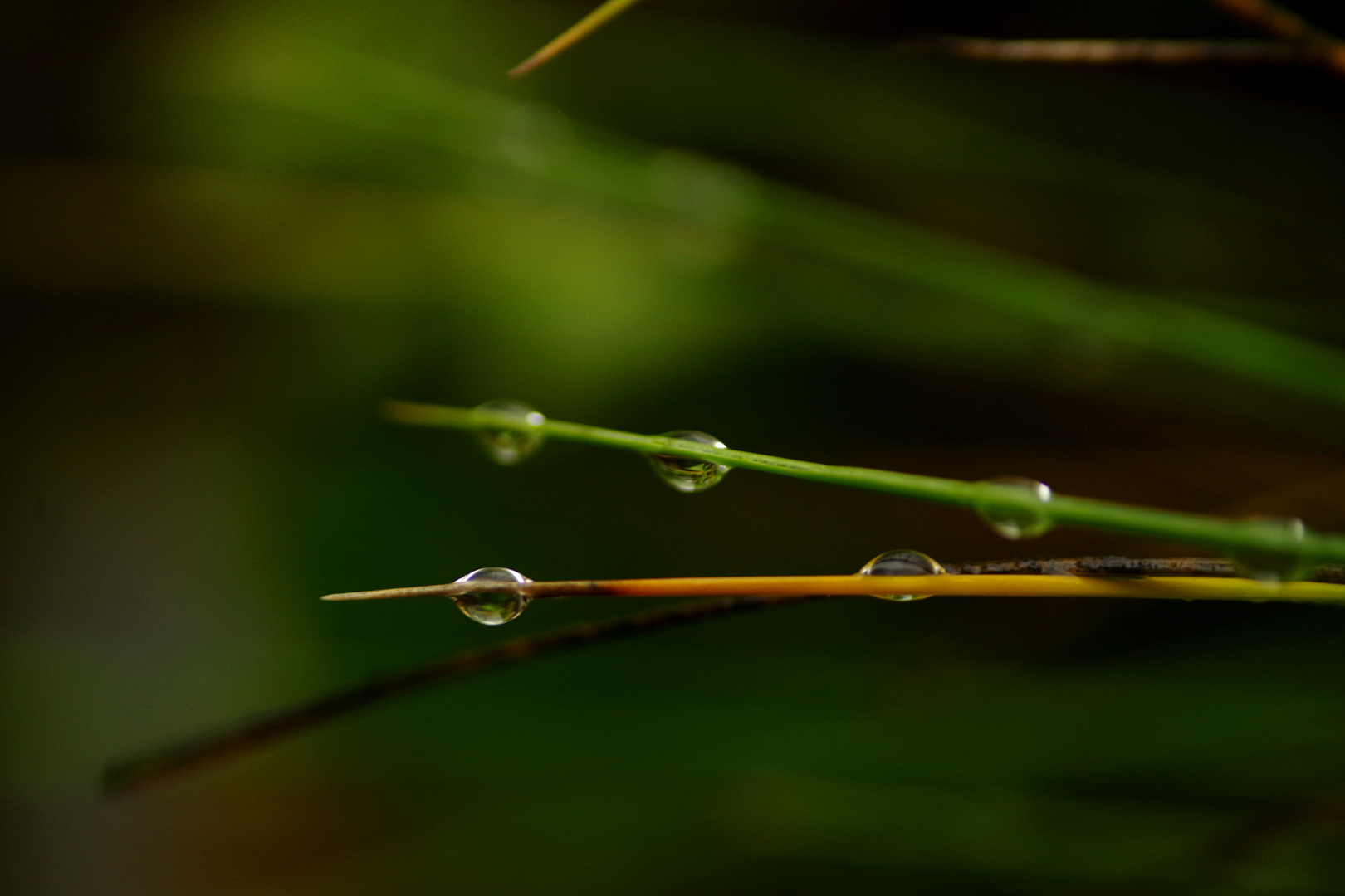 rain drops