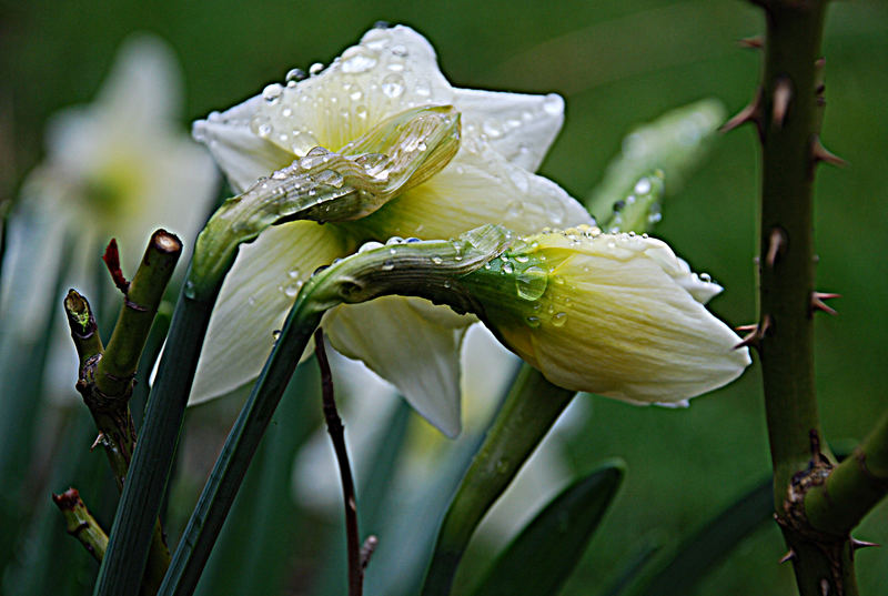 Rain drops