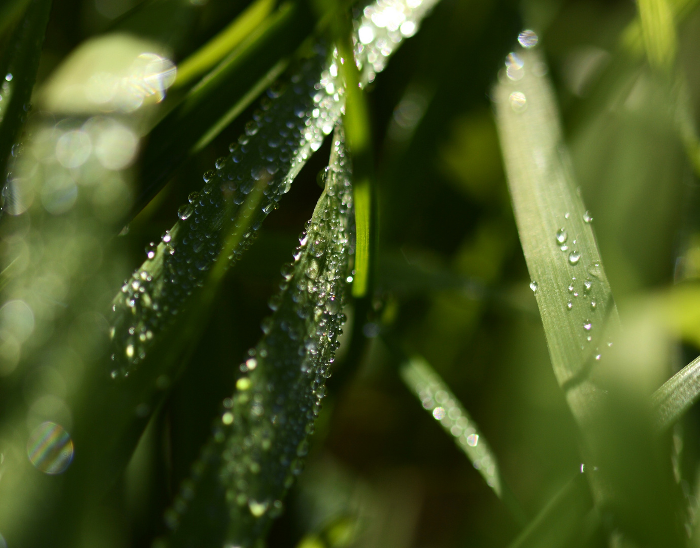 Rain drops 