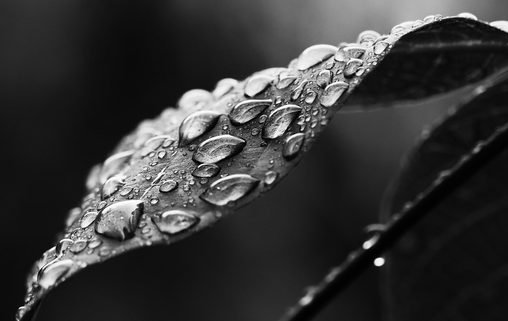 rain drops ..