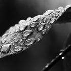 rain drops ..