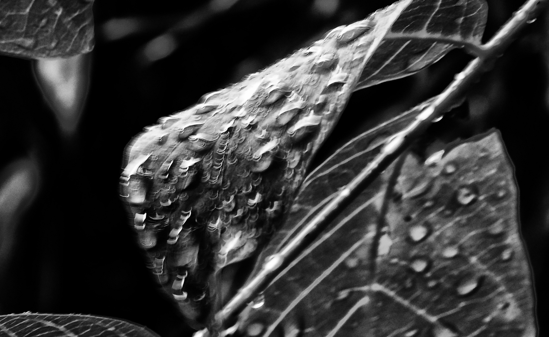 rain drops .