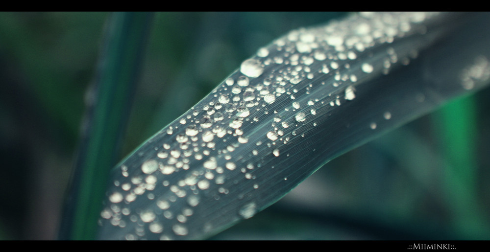 rain drops...