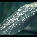 rain drops...