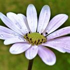 Rain-Drops are falling on my Head-After the Shower