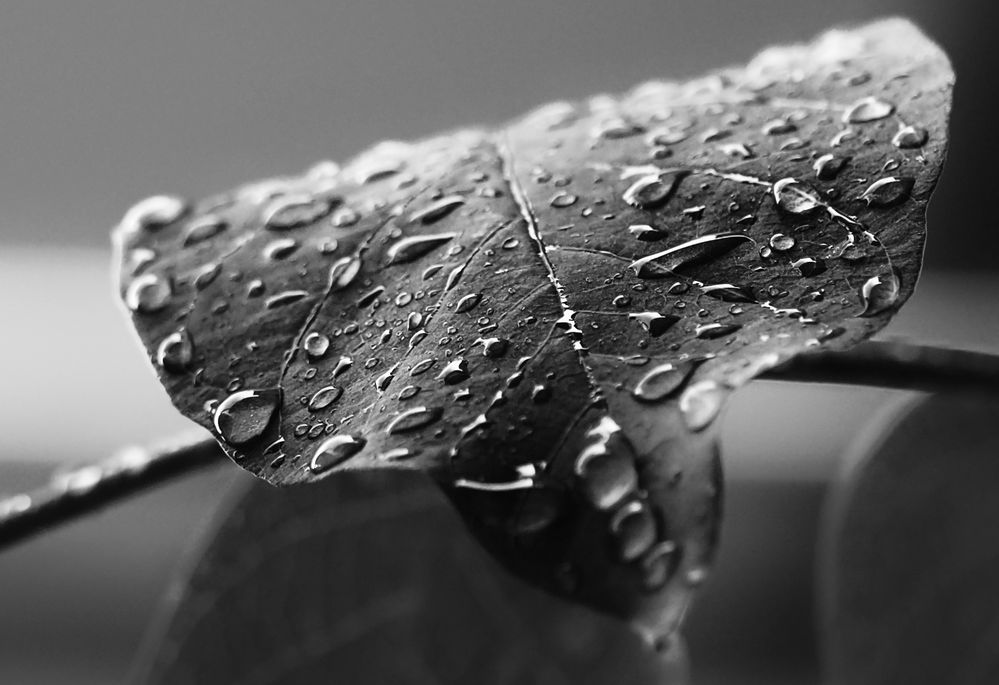 rain drops ...