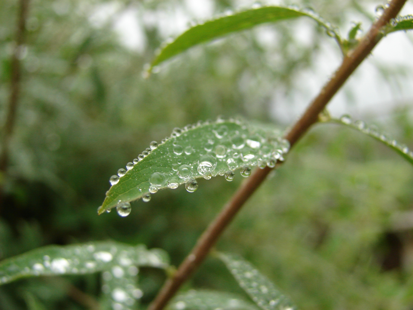 Rain drops