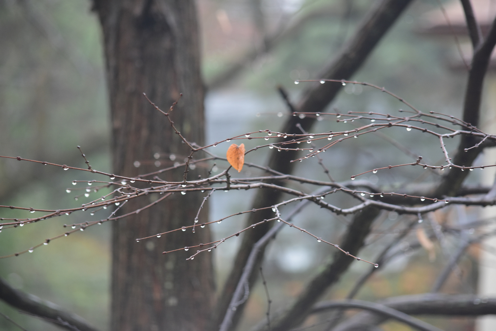 rain drops