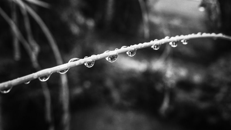 Rain - Drops / Grashalm nach dem Regen / Tropfenreihe