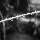 Rain - Drops / Grashalm nach dem Regen / Tropfenreihe