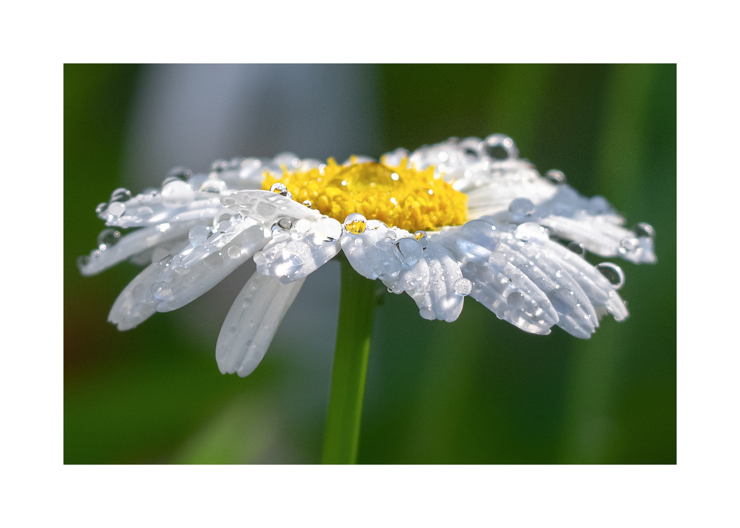 rain drops in the sun