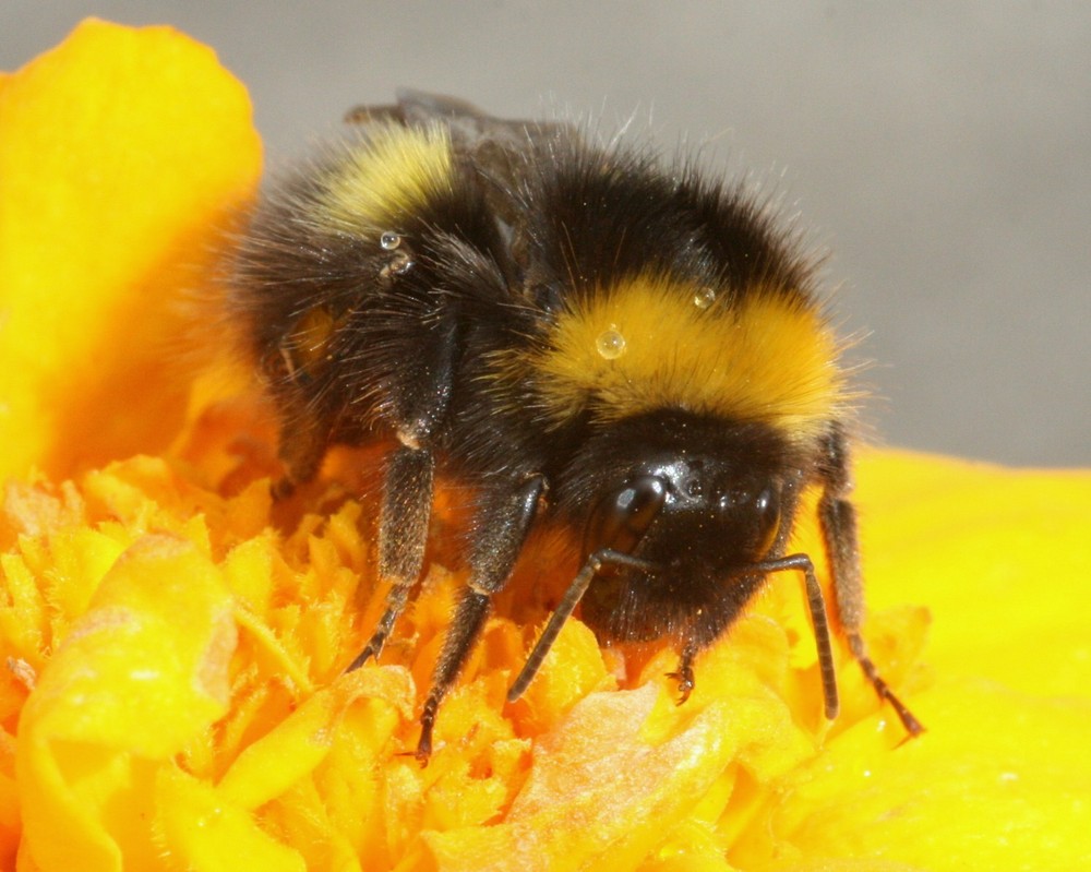 Rain drops on bee