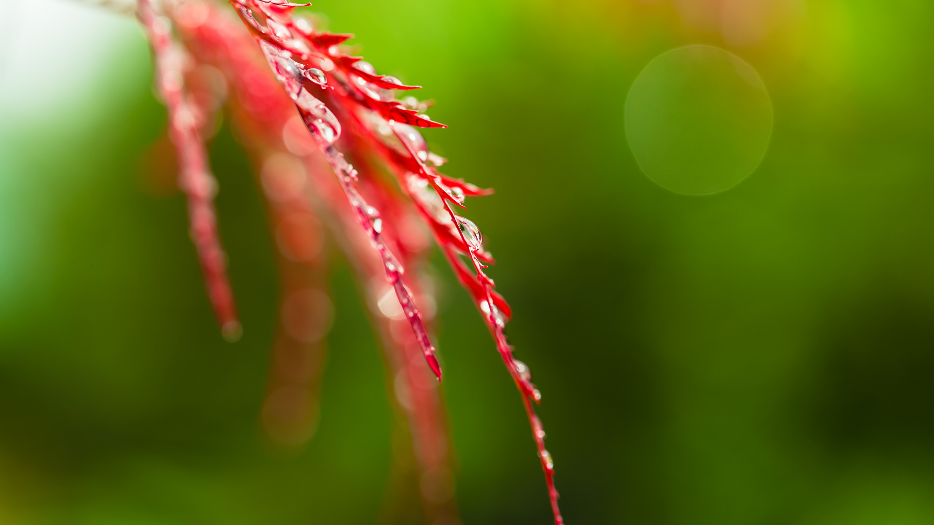 rain drops on bloody sheets 3