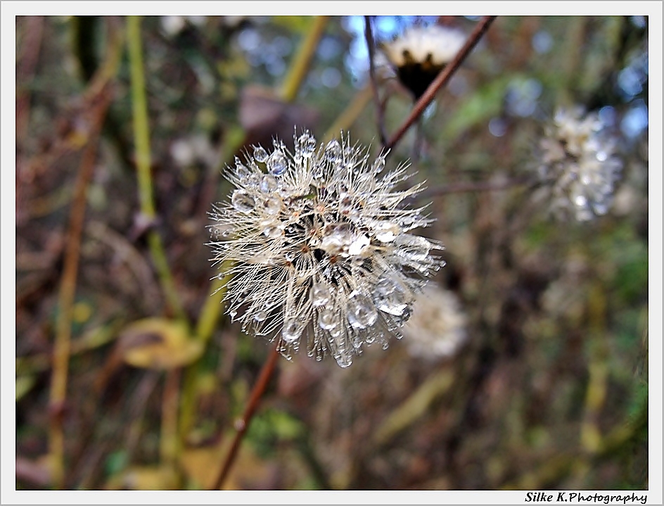 Rain Drops On Flower