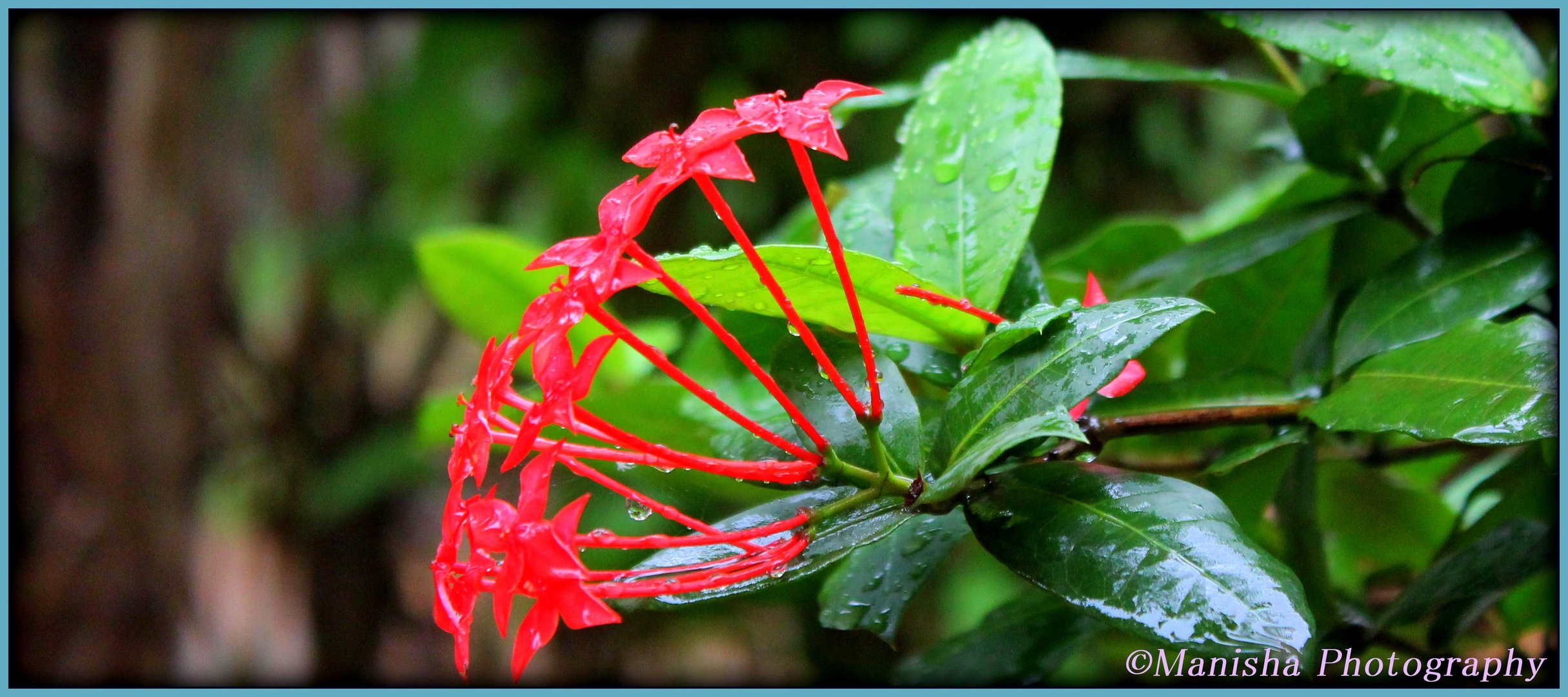 Rain drops on Flowers