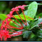 Rain drops on Flowers