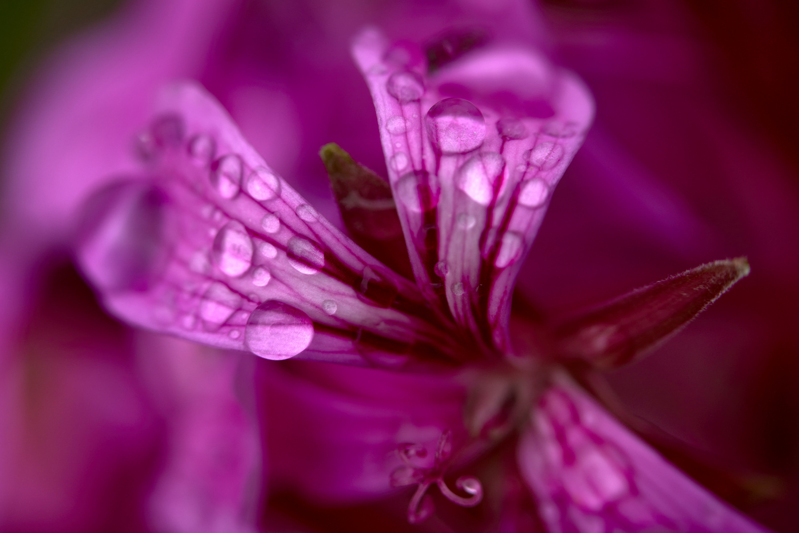 Rain Flowers 