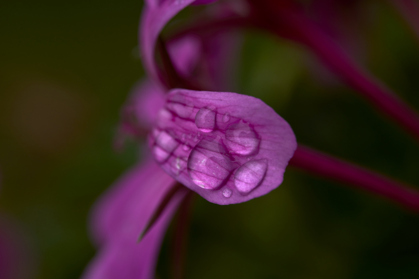 Rain Flowers 