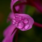 Rain Flowers 