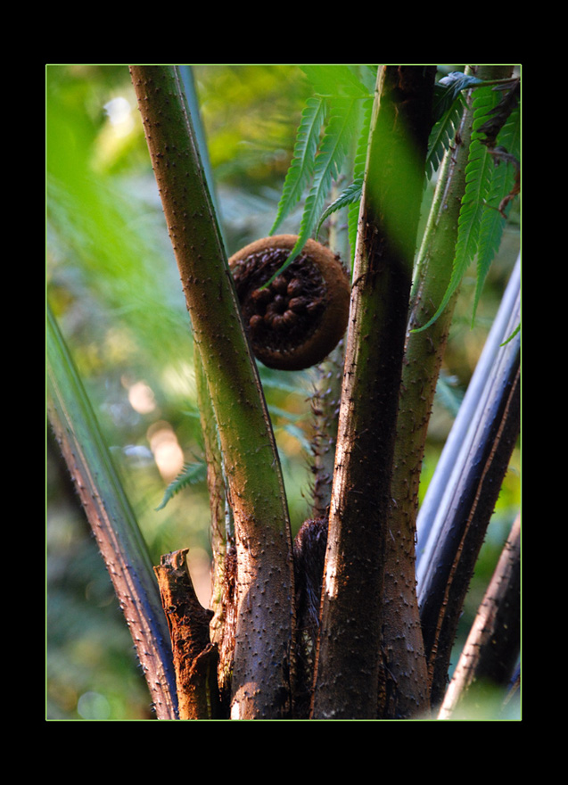 Rain forest