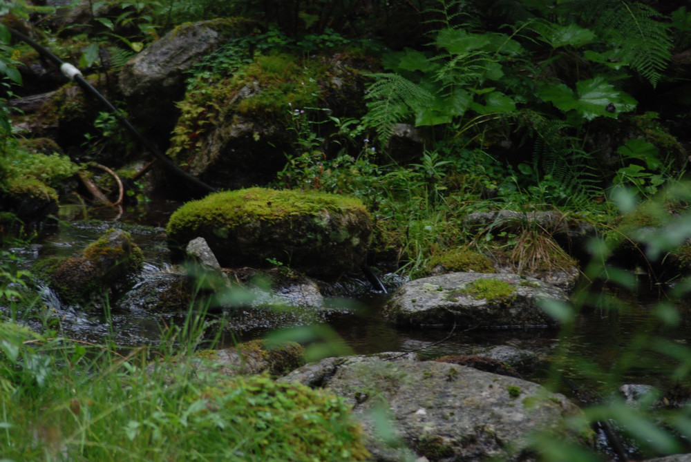 Rain forest von AUER Elke