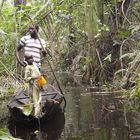 Rain Forest in Lagos State